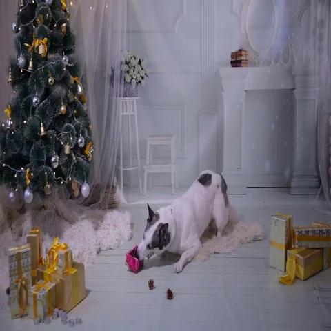 Dog unpacks a gift near near christmas Decorations during New year celebration Stock Footage
