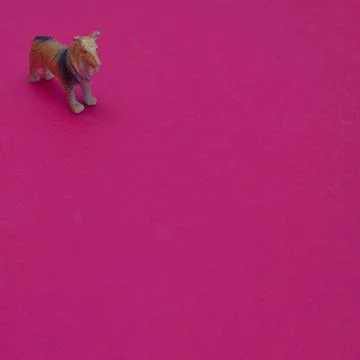 A dog in the upper left corner on a red background. Minimal love pets scene. Stock Photos