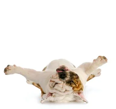 Dog upside down Stock Photos