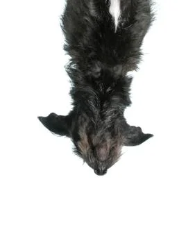 Dog upside down Stock Photos