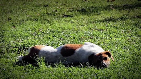 Dog upside down Rolling and Lying on its Back on Green Grass. Vídeos de archivo 75043284