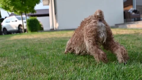 Dog upside down rolling and lying on its back on green grass Vídeos de archivo 246450356