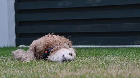 Dog upside down rolling and lying on its back on green grass Vídeos de archivo 246450501