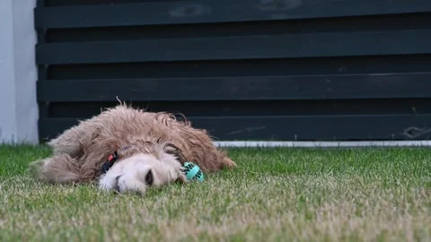Dog upside down rolling and lying on its back on green grass Vídeos de archivo 246450503