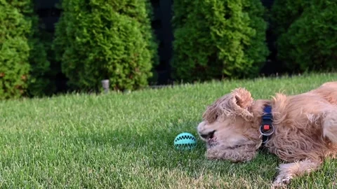 Dog upside down rolling and lying on its back on green grass Vídeos de archivo 246450580