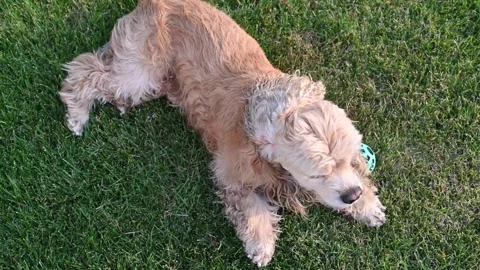 Dog upside down rolling and lying on its back on green grass Vídeos de archivo 246450680
