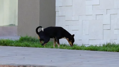 Dog urinating in grass on sidewalk Vídeo Stock 247930346