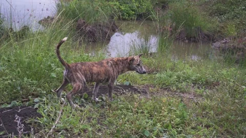 Dog urinating by the pond Stock Footage 141247666