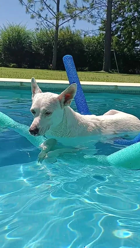 Dog Uses Pool Noodles to Float, Buenos Stock Video Pond5