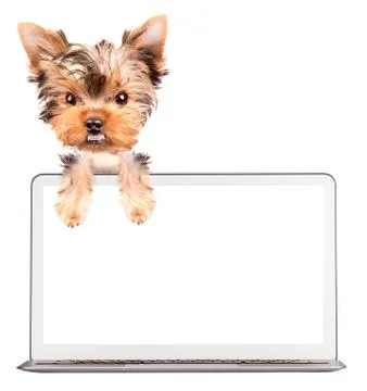 Dog using a computer Stock Illustration