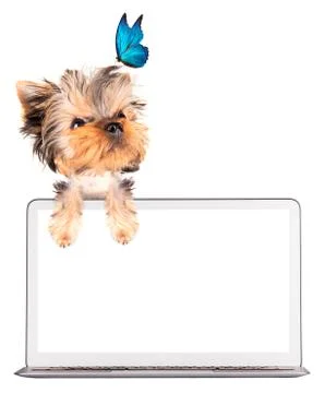 Dog using a computer Illustrazione stock