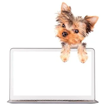 Dog using a computer Stockillustratie