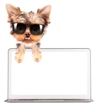 Dog using a computer Illustrazione stock