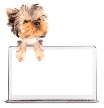 Dog using a computer Stock Illustration