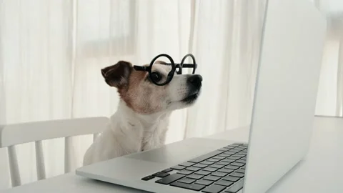 Dog using computer in nerd glasses laptop keyboard Stock Footage 153259027