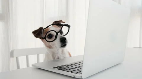 Dog using computer in nerd glasses laptop keyboard Video stock 155958993
