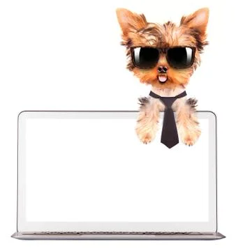 Dog using a computer Foto stock