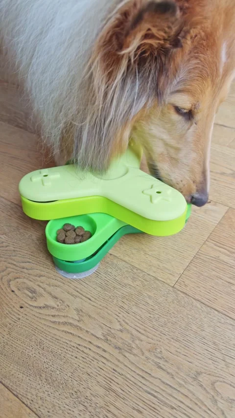 Dog using interactive IQ feeder to search for food Stock Footage 321999551