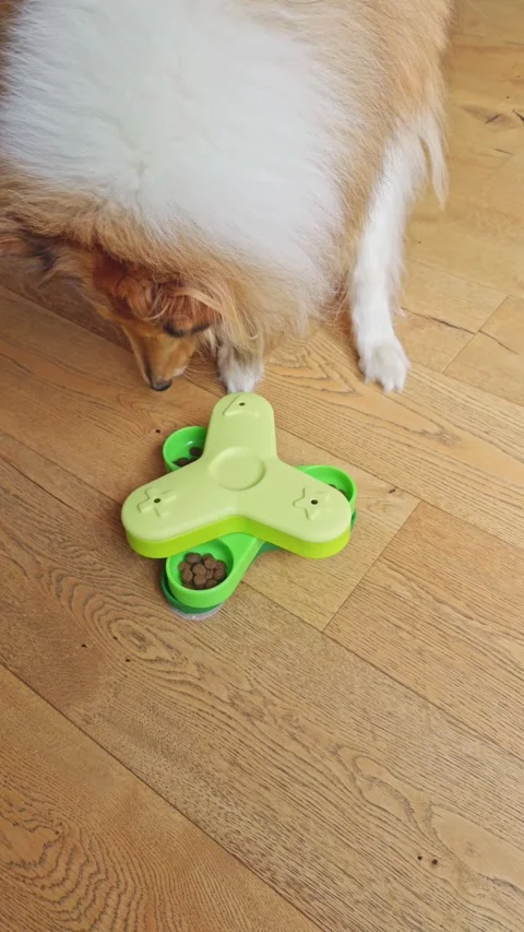 Dog using interactive IQ feeder to search for food Stock-Footage 321999594