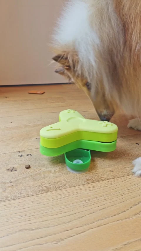 Dog using interactive IQ feeder to search for food Stock Footage 321999719