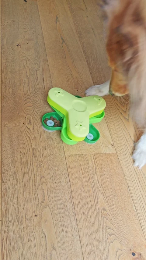 Dog using interactive IQ feeder to search for food 스톡 동영상 321999817
