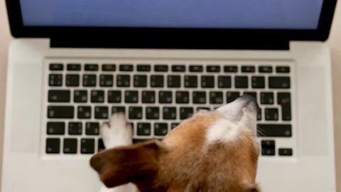 Dog using laptop at home Stock Footage 136345720