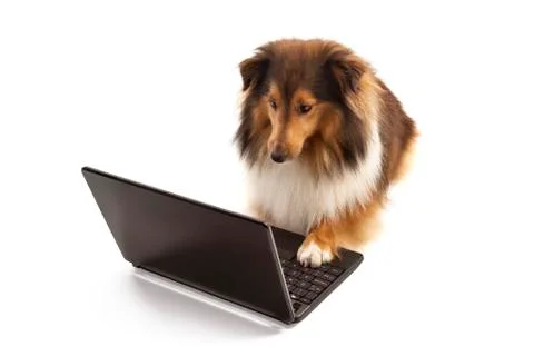 Dog using laptop 스톡 사진