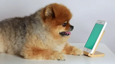 Dog using smartphone isolated on white Stock Footage 208835466