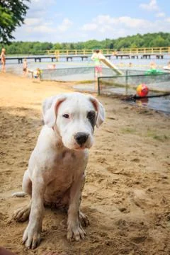 Dog on vacation Foto stock