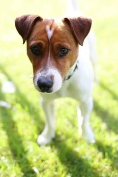 Dog on vacation Stock Photos