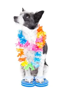 Dog on vacation Stock Photos