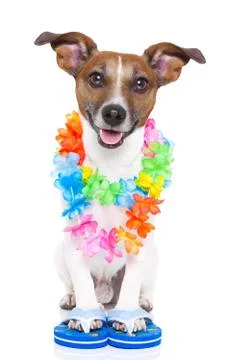 Dog on vacation Stock-Fotos