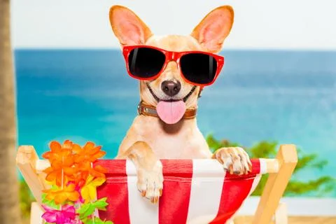 Dog vacation Фото