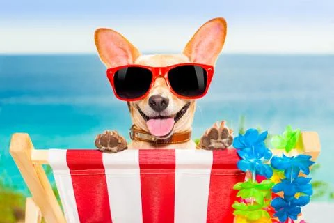 Dog vacation Foto stock