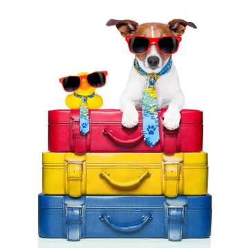 Dog on vacation Stock Photos