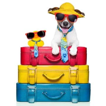 Dog on vacation Foto stock