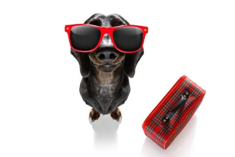 Dog on vacation Stock Photos