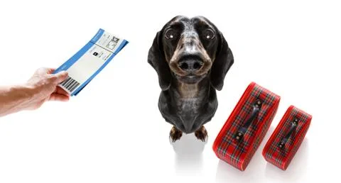 Dog on vacation Foto stock