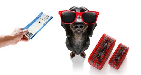 Dog on vacation Stock-Fotos