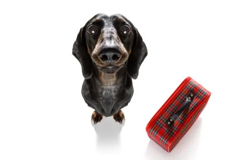 Dog on vacation Stock Photos