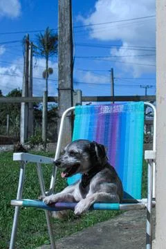 Dog on Vacation Stock Photos
