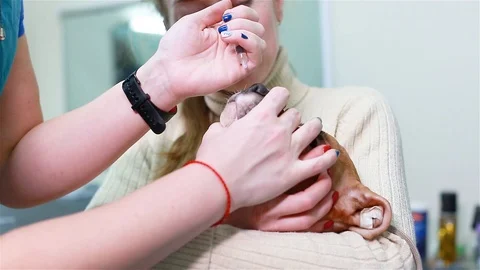 The dog is vaccinated in the nose Stock Footage 101229775