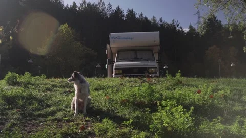 Dog vanlife Stock Footage 234729757