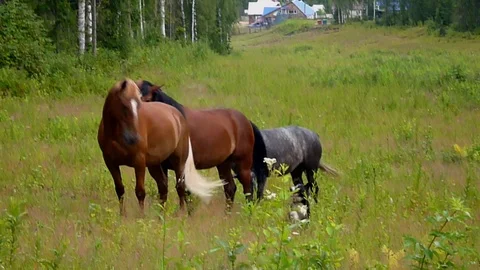 Dog versus three horses Stock Footage