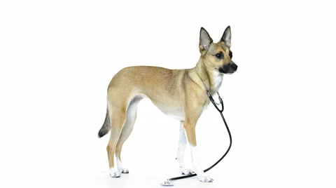 Dog vet Stock Footage 48988022