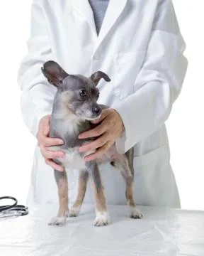 Dog at the Vet Stock Photos