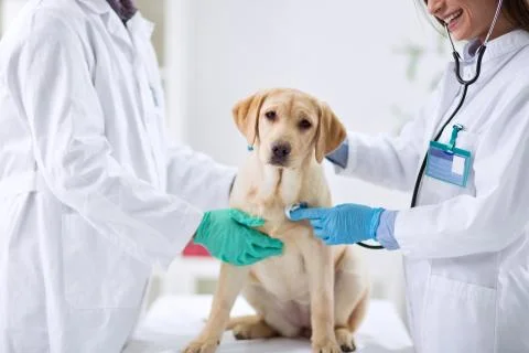 Dog at the vet Stock Photos