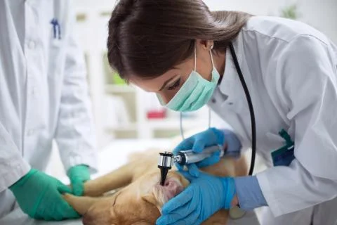 Dog at the vet Stock Photos
