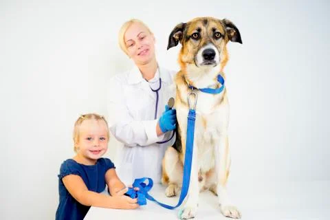 Dog at a vet Stock Photos