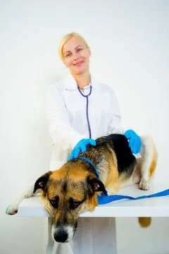 Dog at a vet Stock Photos